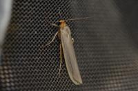 Eilema caniola