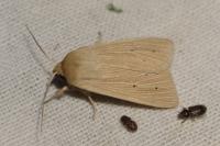 Mythimna pallens