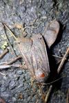 Noctua pronuba