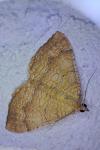 Camptogramma bilineata