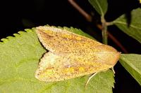 Mythimna unipuncta