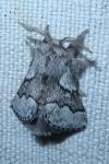 Trichiura crataegi