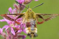 Hemaris fuciformis