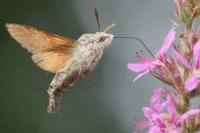 Macroglossum stellatarum