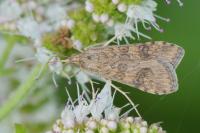 Nomophila noctuella