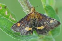 Pyrausta aurata