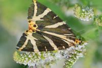 Euplagia quadripunctaria