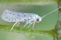 Yponomeuta
