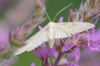Patania ruralis