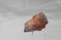 Phyllodesma tremulifolia