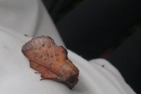 Phyllodesma tremulifolia