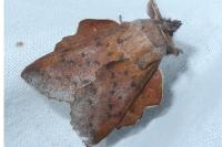 Phyllodesma tremulifolia