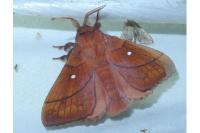 Odonestis pruni