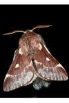 Eriogaster lanestris