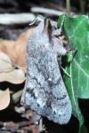 Dendrolimus pini