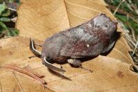 Dendrolimus pini