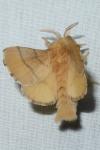 Malacosoma neustria