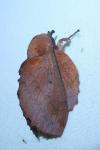 Gastropacha quercifolia