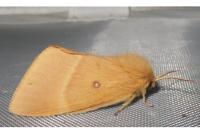 Lasiocampa quercus