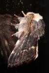 Poecilocampa populi