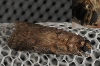 Acrobasis fallouella