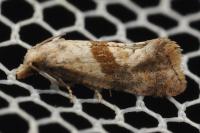 Cochylidia implicitana