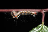 Acronicta tridens
