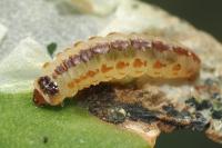 Chrysoesthia sexguttella