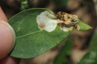 Chrysoesthia sexguttella