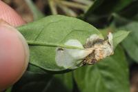 Chrysoesthia sexguttella
