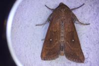 Mythimna albipuncta