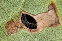Coptodisca lucifluella