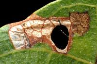 Coptodisca lucifluella