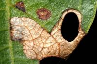 Coptodisca lucifluella