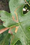 Stigmella aceris
