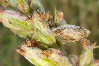 Coleophora artemisicolella