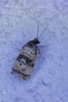 Cochylis atricapitana