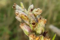 Coleophora artemisicolella