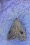 Rivula sericealis