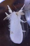 Sphrageidus similis