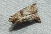 Acrobasis tumidana