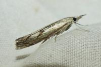Agriphila geniculea