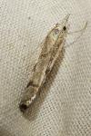 Agriphila geniculea