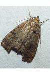 Amphipyra berbera/pyramidea