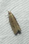 Bactra