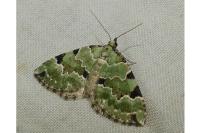 Colostygia pectinataria