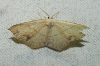 Cyclophora punctaria