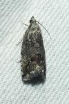 Cydia splendana