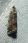 Cydia splendana