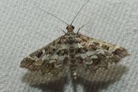 Diasemiopsis ramburialis